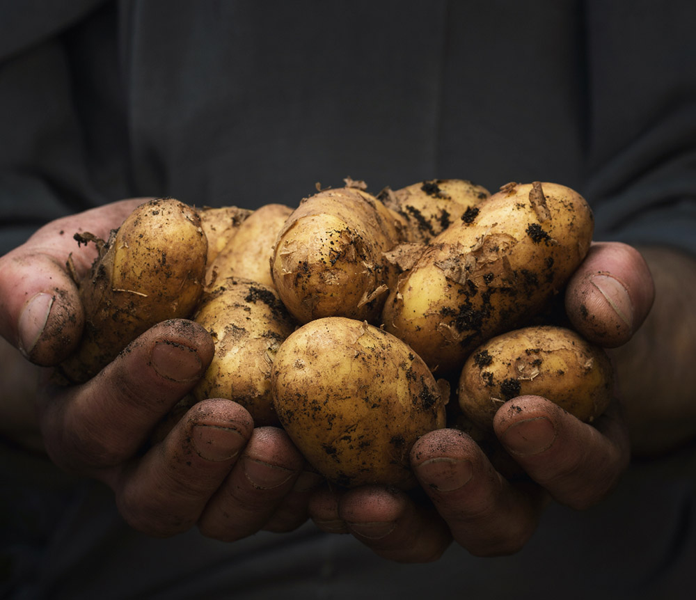 Pommes de terre dans des main de cultivateur - L'Armance