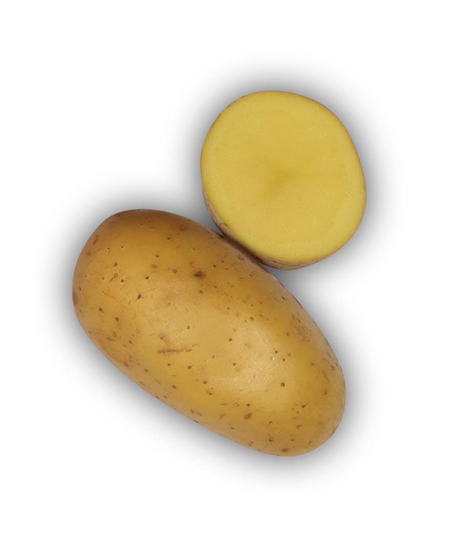 Pomme de terre Sirco - L'Armance